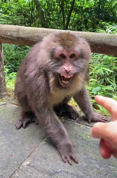 猴子轻攻击接必杀