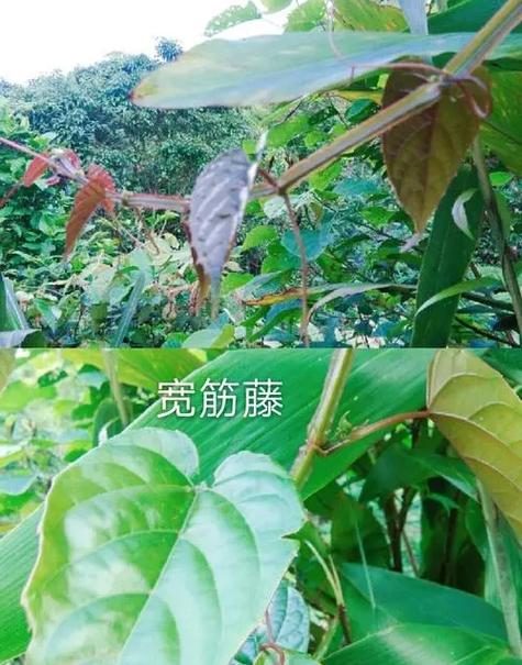 茎上长一圈硬筋图片