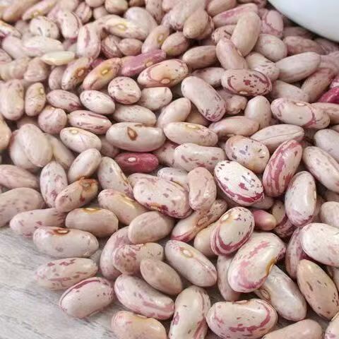 什么是云豆子