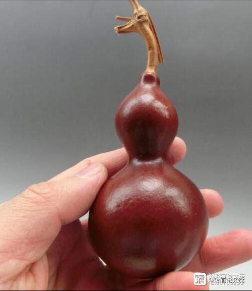 葫芦为什么变色