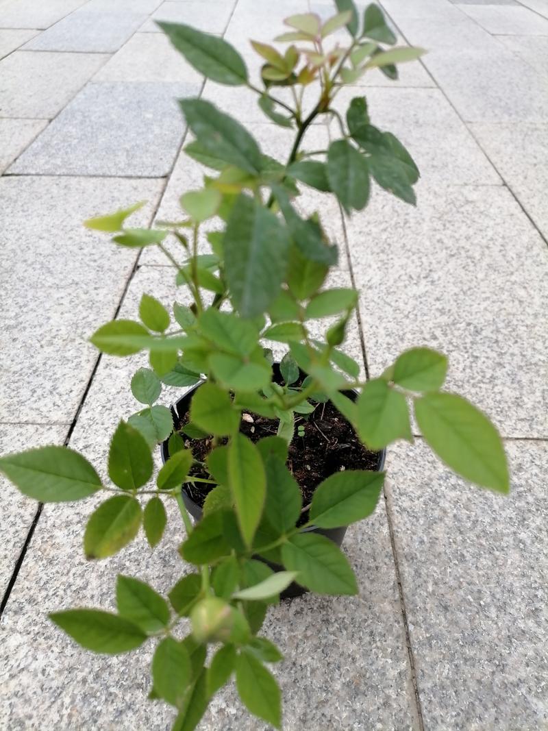 汉薇简格