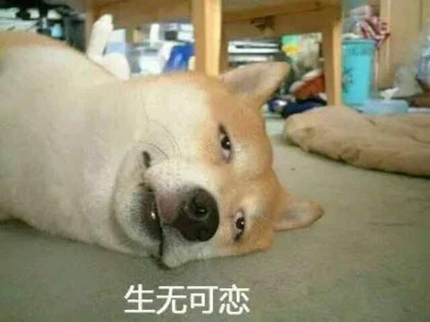 生无可恋死无可依的意思