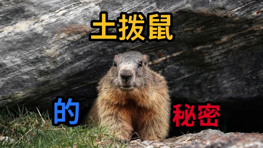 别人说你土拨鼠什么意思