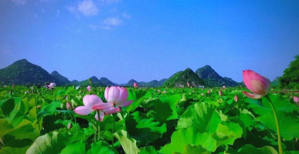 普者黑9月还有荷花吗