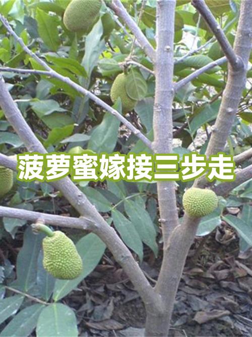 菠萝蜜怎么嫁接截图
