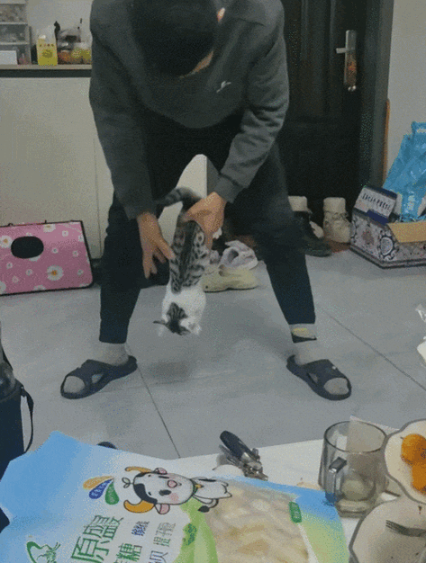 怎样驱赶猫咪到处拉屎