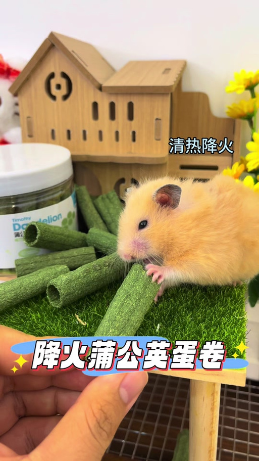 为什么仓鼠一直不吃东西