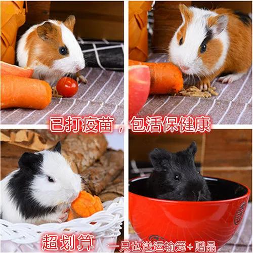 十大荷兰鼠品牌排行榜