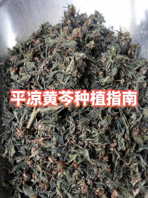 适合黄土地种植的药材