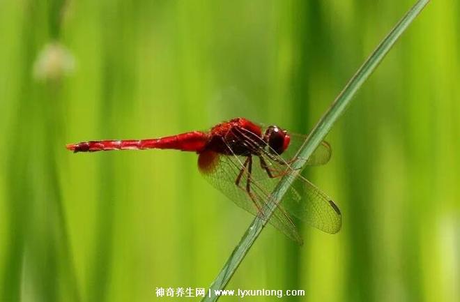 蜻蜓有毒吗对人有危害吗截图