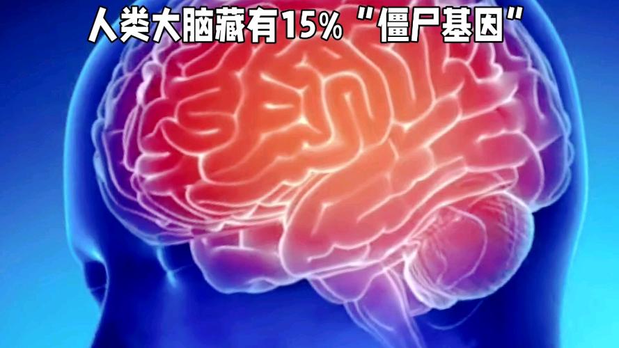 僵尸的大脑是什么样子的