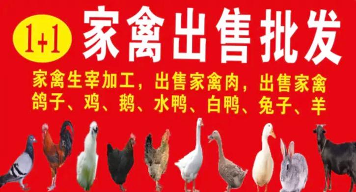 自家鸡要卖怎么发广告
