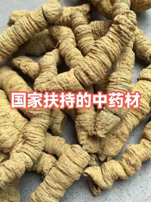 国家扶持药材一览表