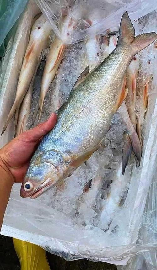 马友鱼的烹饪方法