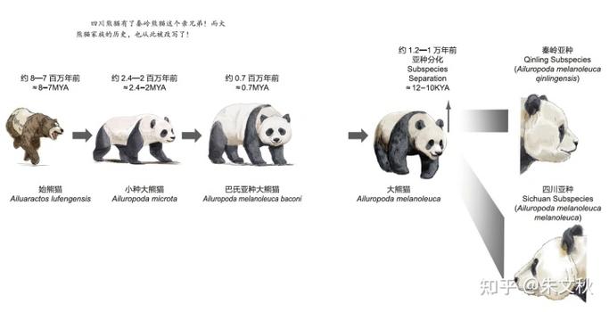 开局一只动物后面升级的游戏