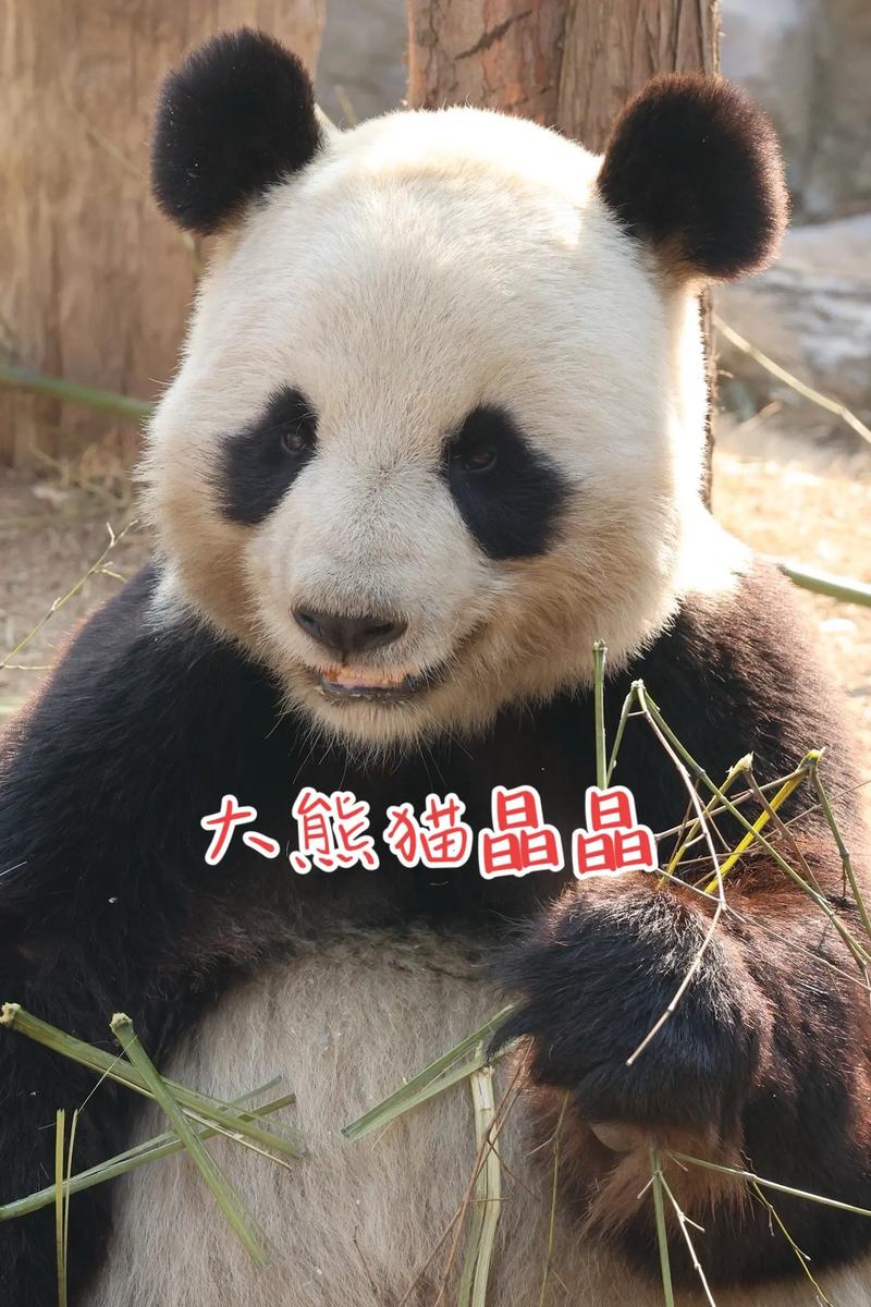 熊猫晶晶历险记动画片