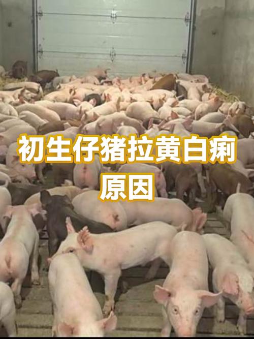 仔猪白痢治疗方法图标