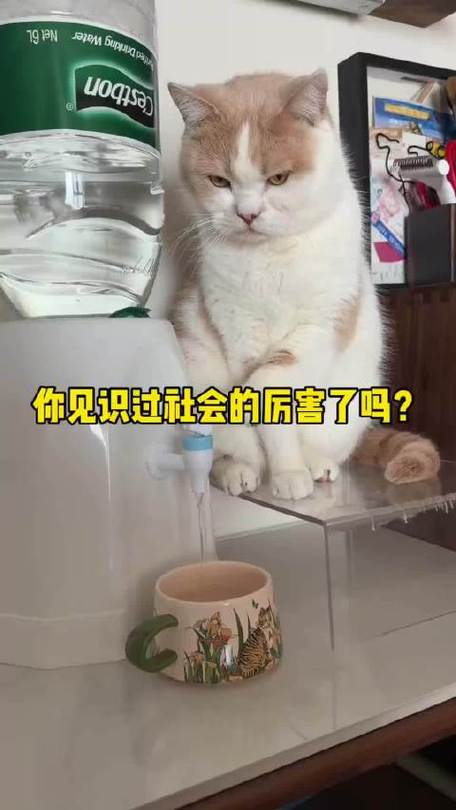 猫猫是什么意思缩略图
