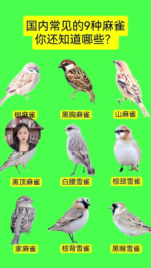 十八种麻雀的图片截图