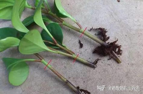 吸烟鬼的扦插方法