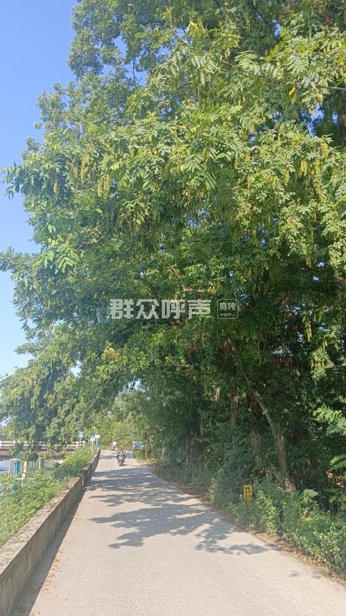 渠树是什么树