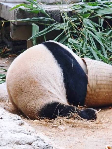 熊猫多重