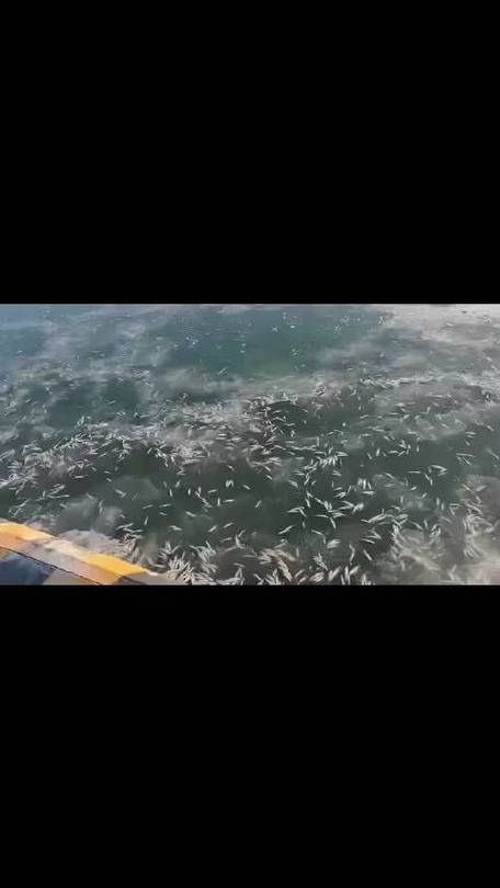 鱼什么时候最缺氧缩略图