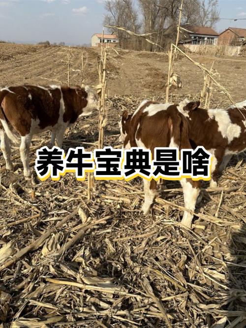 养牛一头牛能赚多少钱