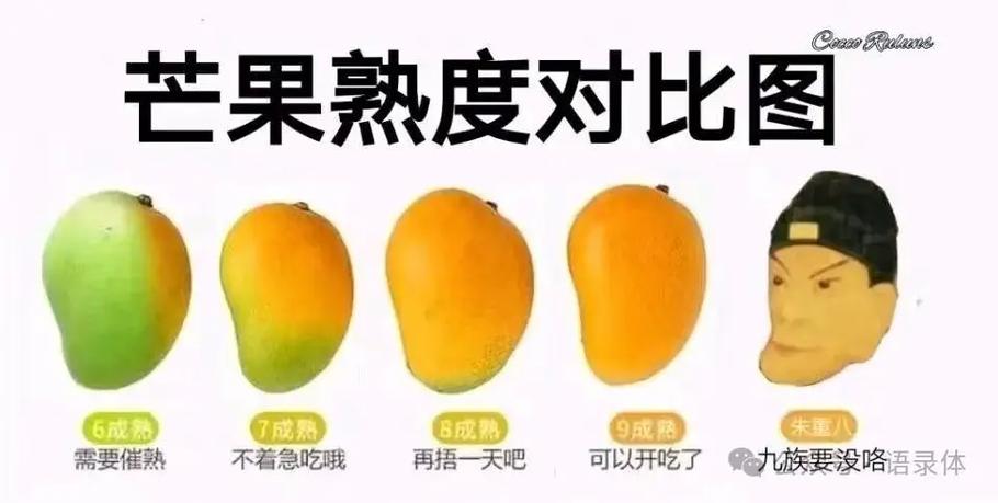 小芒果网络梗来源