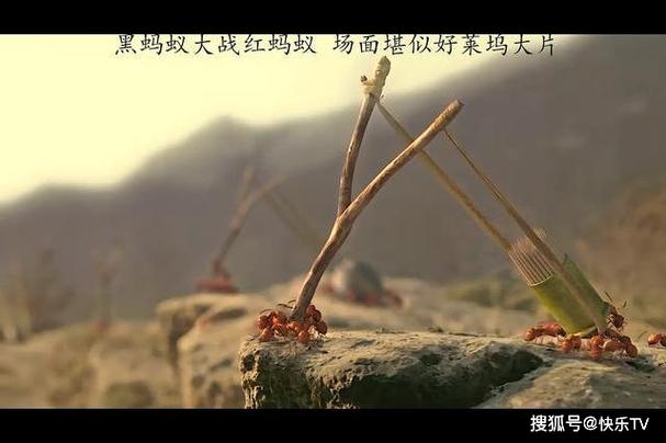 红蚂蚁影视大全