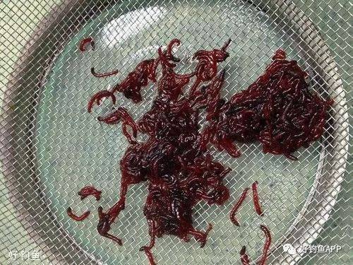 红虫直接泡水里养着