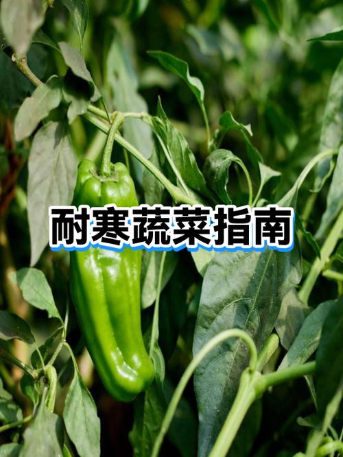 冬天菜地收什么菜