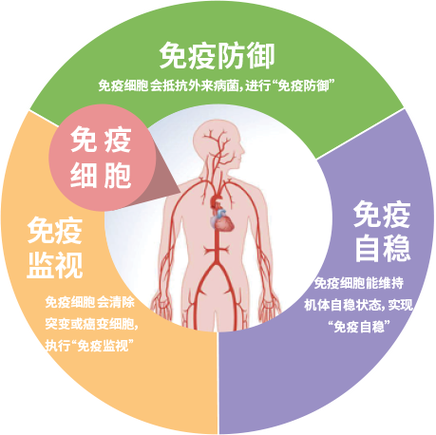 打免疫细胞的作用和功效