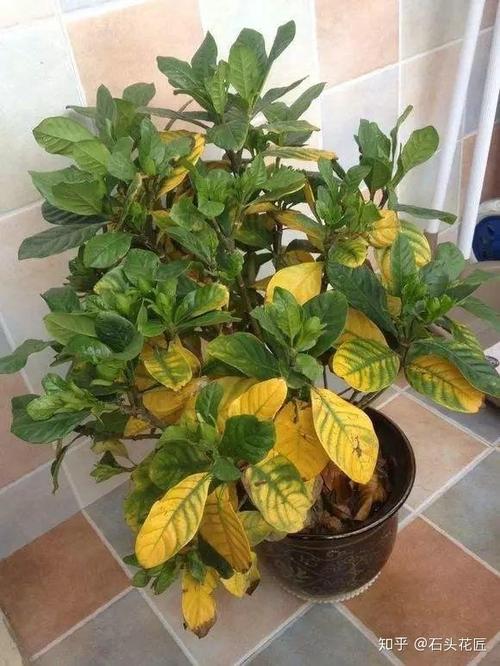 栀子花叶子发黄的偏方