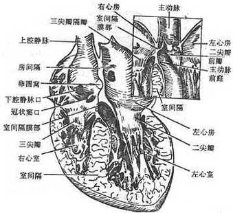 心脏房间隔在哪