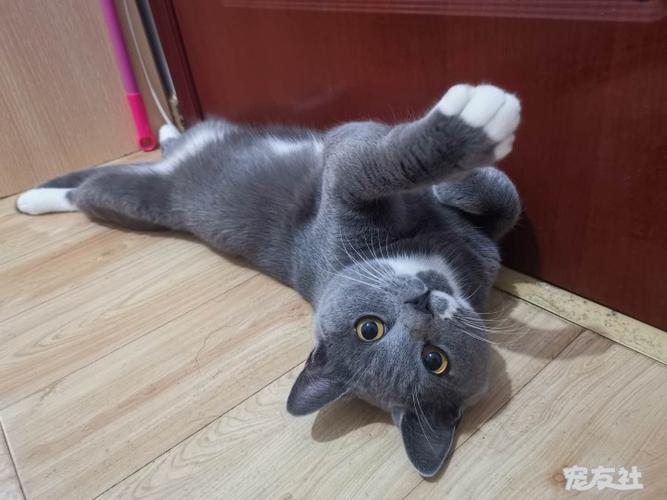 白色蓝猫