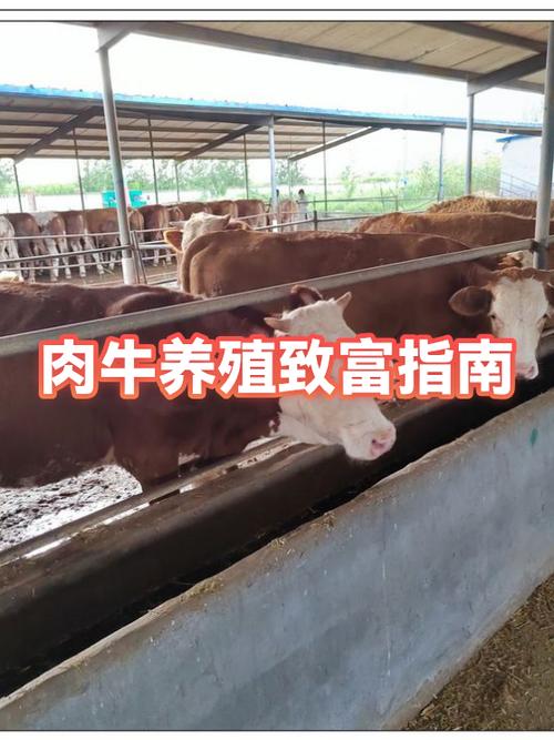 开个养牛场赚钱吗