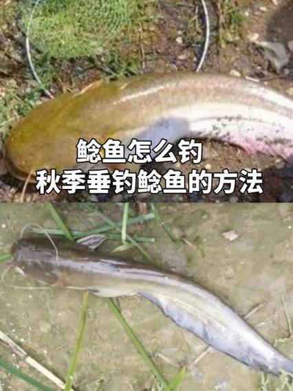 天生钓手最后的鲶鱼能钓吗