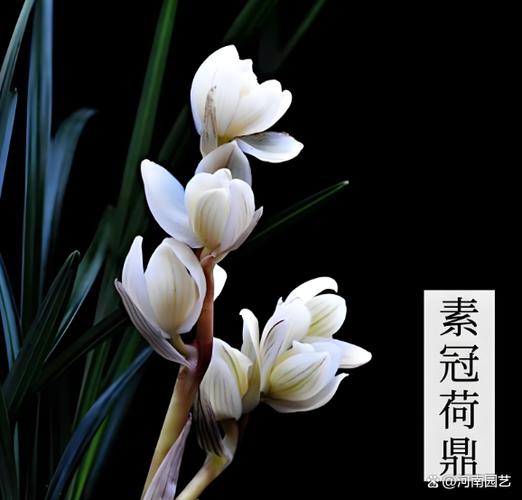 素冠荷鼎产地