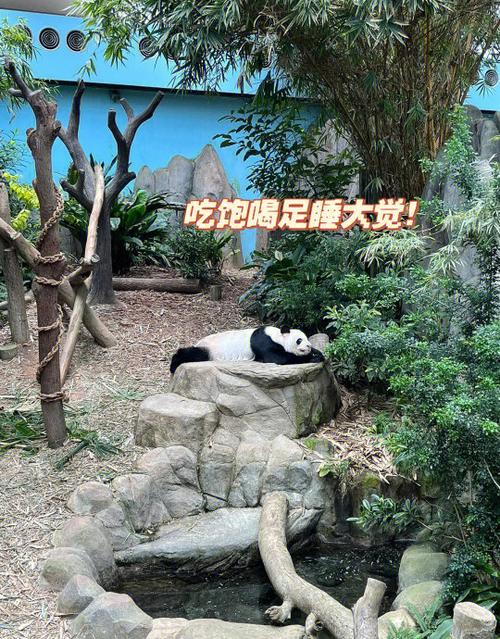 爸爸的面馆熊猫门楼兑换码