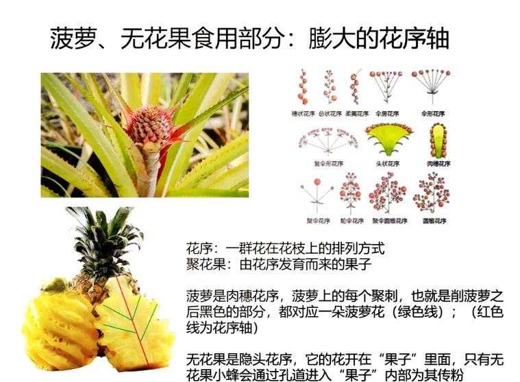 向日葵是真果还是假果