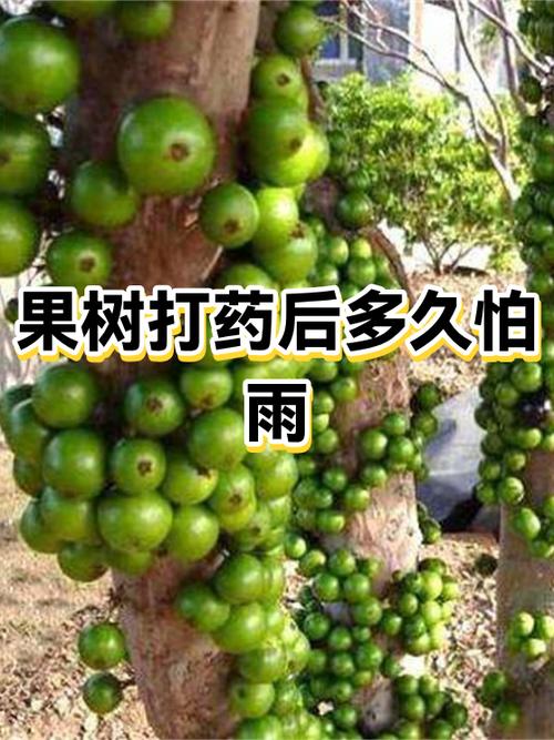 果树打药一览表
