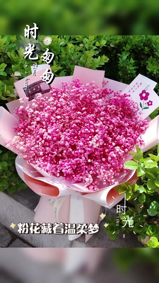 粉丝满天星的花语