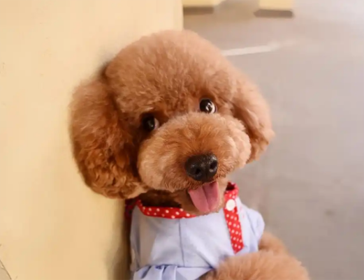 正宗泰迪犬图片
