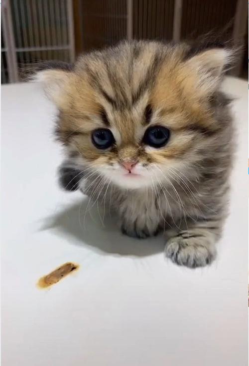 小狐狸小红帽小奶猫回家地址微博图标