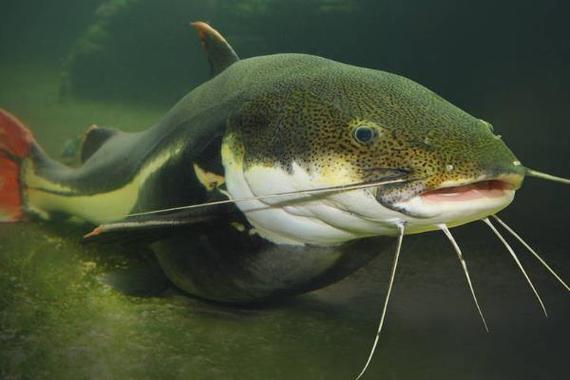 胡子鲶鱼
