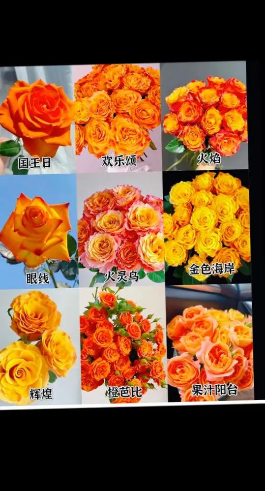 橙色系花草本花卉截图