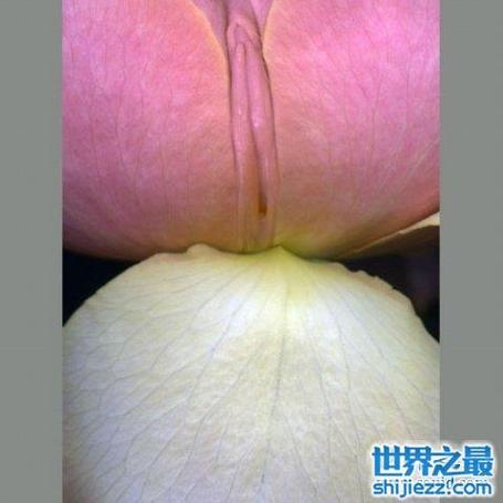 私图社appios 安卓