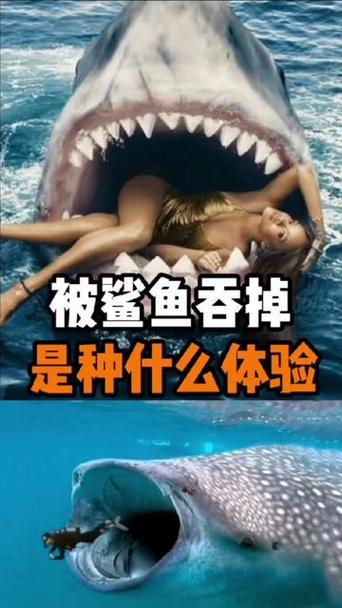 被鲨鱼吞进肚子里视频