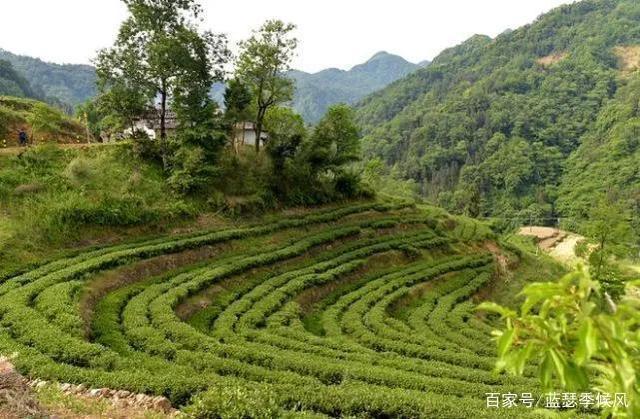 淘茶app种茶树